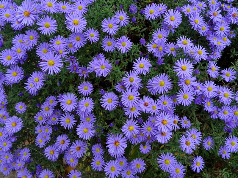 full frame, flower bed, flowers, inflorescence, flowering plant, botany, close-up, abundance, plant, flower Head, beauty In Nature, growth, day, petal