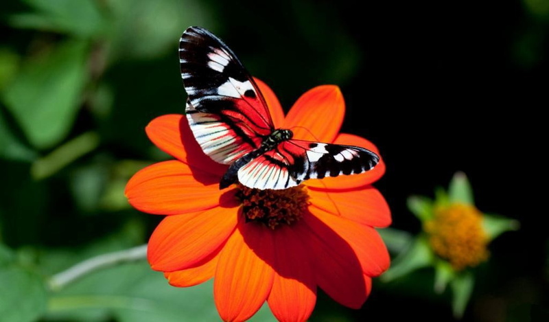aster, 480P, beautiful, hd, Flowers, butterfly, colors, sitting, art, animals, butterflies, nature