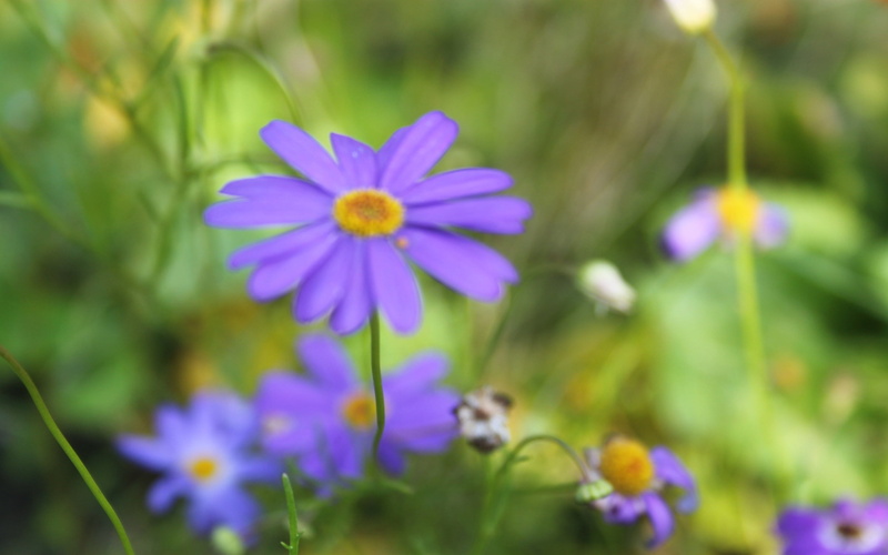 backgrounds, yellow, blue, lawn, grass, plant, summer, focus on foreground, daisy, flowerbed, field, pollen, day, flower Head, blossom, growth, flowers