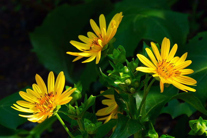 fragility, aster, 1080P, aster flower pictures, plant part, flowers, yellow daisy flower, small yellow flowers, beauty in nature, vulnerability, yellow flowers