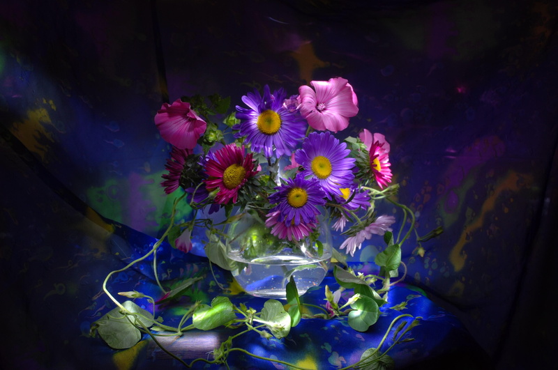 vulnerability, blossom, clear, daisies, 4K, white, petal, growth, green Color, eel, water, pink, asters, flower arrangement, nature, springtime, pollen