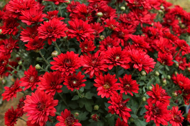 red, autumn, 2K, aster, flowers, asters