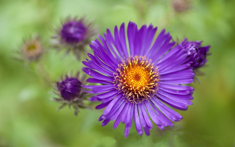 petaled, close, 1080P, multi, Aster, Flower, Purple