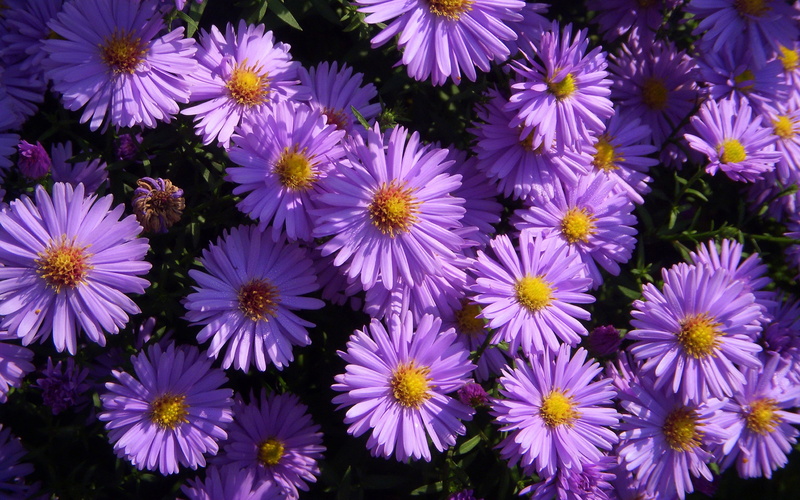 violet, fragility, old, day, late, vulnerability, no people, colors, flowering plant, inflorescence, flowerbed, full frame, flower, petal, 4K, nature