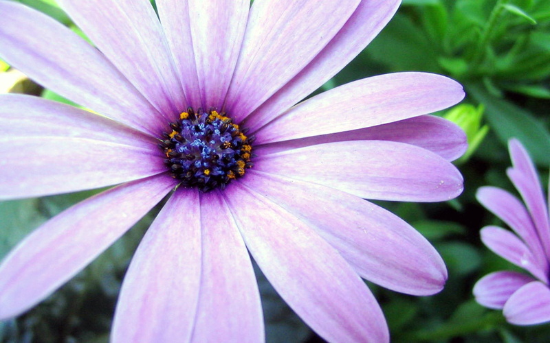 flowers, aster, 1080P, purple