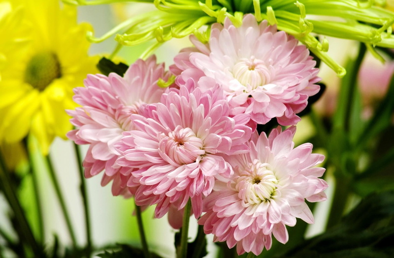 season, 1080P, inflorescence, dahlia, daisy, blossom, vulnerability, flower arrangement, backgrounds, petals, close-up, purple, focus on foreground, macro