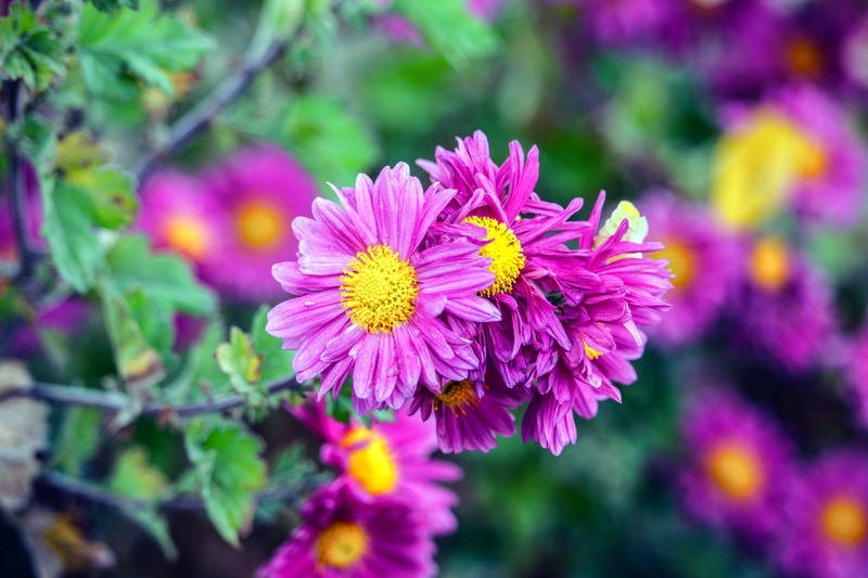 springtime, flowers, inflorescence, 5K, botany, flowerbed, petals, macro, season, focus on foreground, flower, flower Head, pollen, chrysanthemum, close-up
