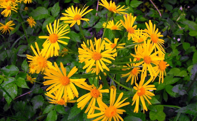 day, flowering plant, flowerbed, aster, growth, fragility, focus on foreground, close-up, nature, pollen, flower head, inflorescence, petal, 1080P, park