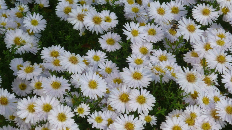 backgrounds, park, mountain aster, day, freshness, no people, fragility, beauty in nature, white color, yellow, small, autumn flower, flower, white, growth