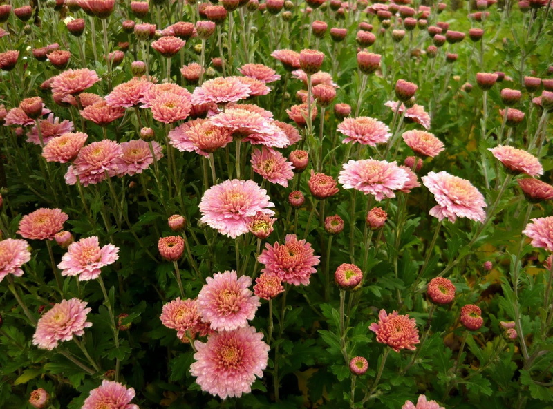 multi Colored, freshness, close-up, season, springtime, flower Head, pink Color, plant, chrysanthemum, pink, red, daisy, green eyes, macro, aster, pollen