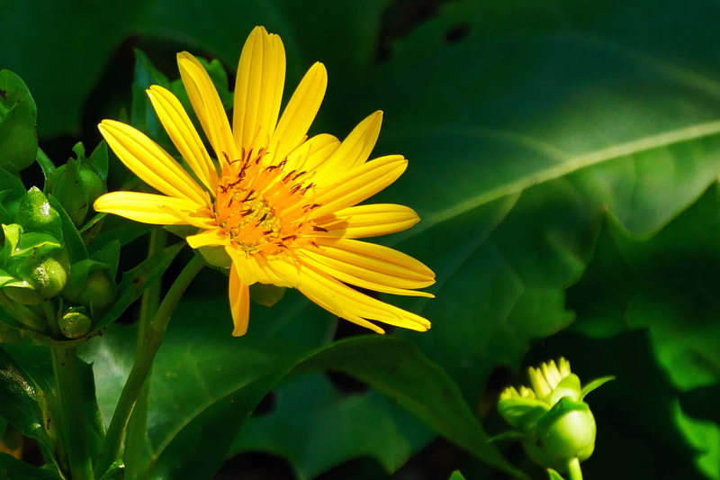 petal, golden aster, aster images, golden, yellow flowers, no people, flowering plant, aster flower, aster plant, 1080P, close-up, closeup, flower, aster flower images
