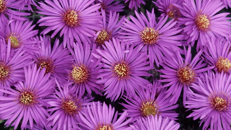 pollen, close-up, backgrounds, flowerbed, growth, full frame, nature, pink Color, petal, colors, plant, flower Head, green Color, purple, beauty In Nature