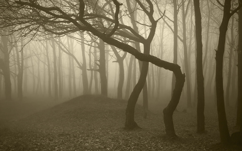 silhouette, branch, autumn, gloomy, fog, environment, horror, no people, dawn, sunlight, light - Natural Phenomenon, loneliness, outdoors, tree, hazy, dullness
