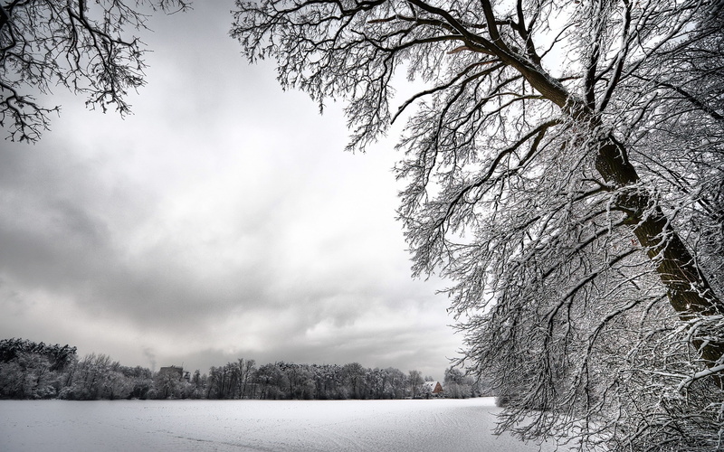 trees, winter, hoarfrost, 2K, inclination, dullness