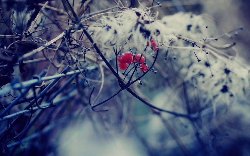 growth, frost, cold - Temperature, outdoors, no People, fragility, flower, selective focus, beauty In Nature, plant, 720P, cherries, vulnerability, guelder-rose