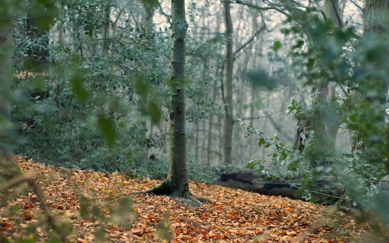 scenics, woodland, green Color, emptiness, freshness, morning, autumn, forest, landscape, trunk, outdoors, day, plant, tree, rural Scene, nature