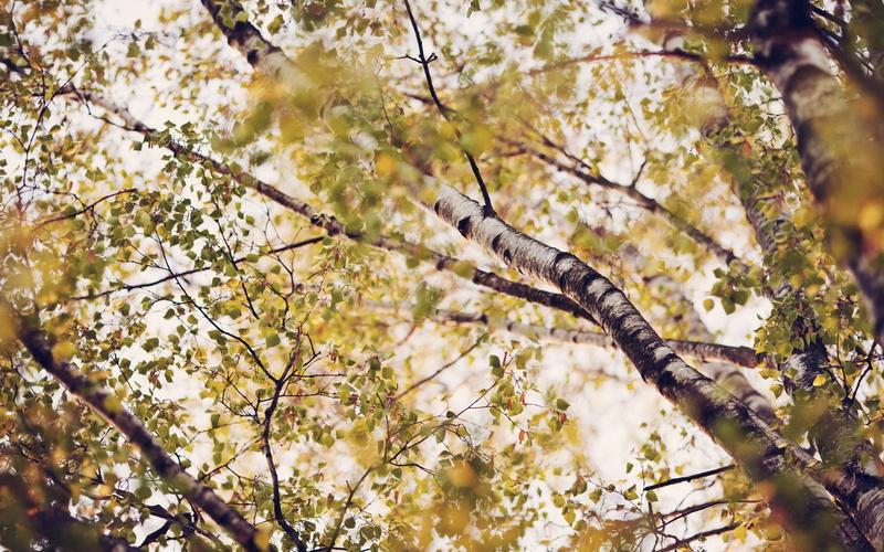 cherry blossom, no People, leaf, vibrant Color, season, color Image, forest, leafed, animal themes, close-up, growth, environment, day, dullness, from below