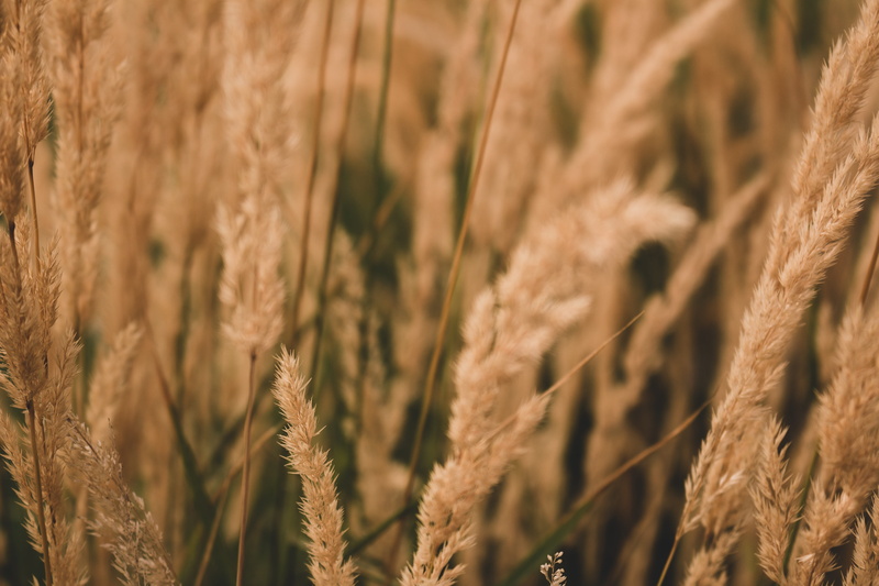 golden, outdoors, brown, wheat, agriculture, rural scene, background, flora, no people, dull, crop, foliage, 5K, field, close-up, farm, landscape, land