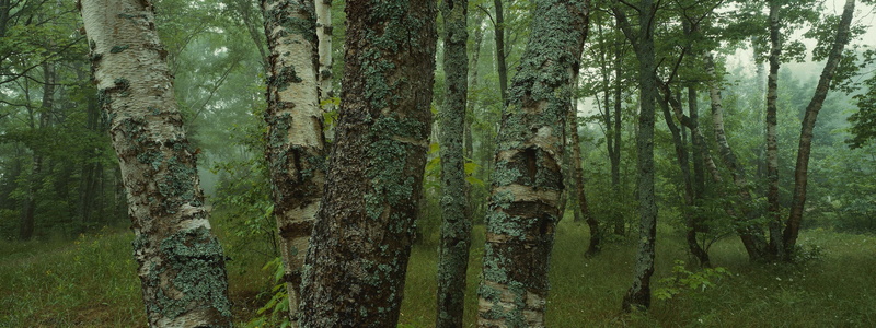 panorama, backgrounds, environment, woodland, sunlight, nature, beauty In Nature, growth, forest, scenics, day, no People, color Image, rainforest, non-Urban Scene