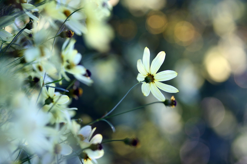 defocused, grass, inflorescence, 4K, multi Colored, season, yellow, white color, formal Garden, growth, leaf, freshness, flowers, selective focus, macro