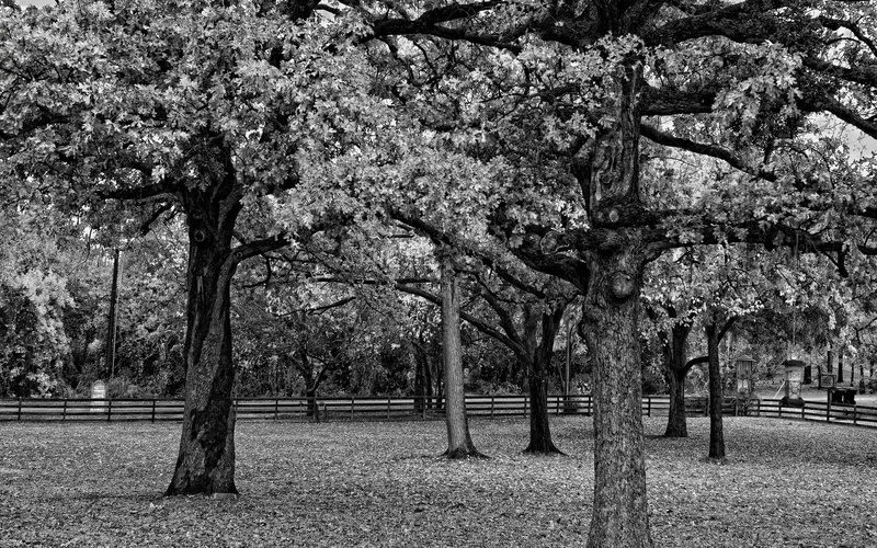 no People, scenics, old, trunk, 2K, central Park, tree trunk, protection, dullness, black-and-white, branch, growth, season, old-fashioned, tree, treelined