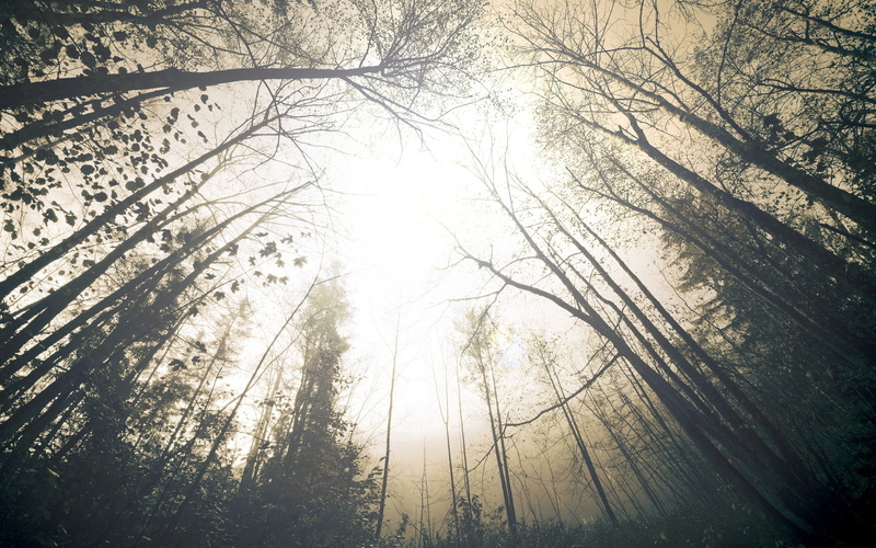 kroner, 1080P, fog, sky, from below, wood, dullness, trees, terrible