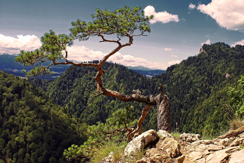 malopolska, the stones, pine, tree, rainforest, tranquility, mountains, top, environment, the prospect of, grass, mountain, figure, symbol, beauty in nature