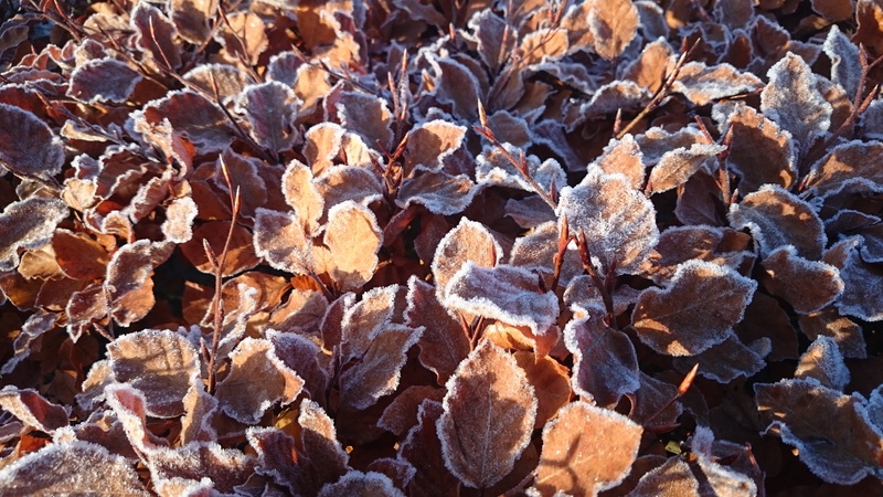 abundance, outdoors, leaves, textured, 4K, dead leaves, high angle view, beauty in nature, solid, land, sunlight, no people, tranquility, nature, frost