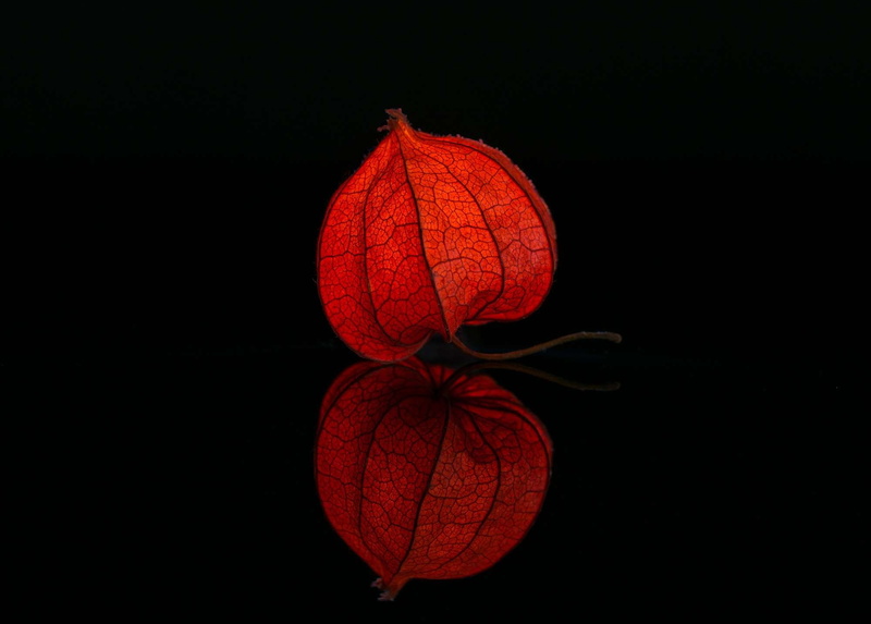 red, food and drink, nachtschattengewchs, still life, physalis, pumpkin, light, close-up, food, freshness, copy space, no people, wellbeing, vegetable