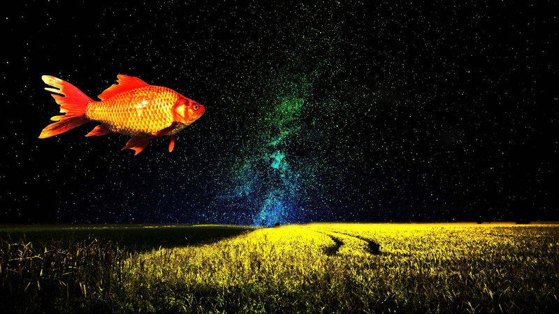 illuminated, night, nature, vertebrate, unreal, majestic, plant, dream, no people, beauty in nature, 1080P, mystic, fairytale, artwork, stars, wonderful