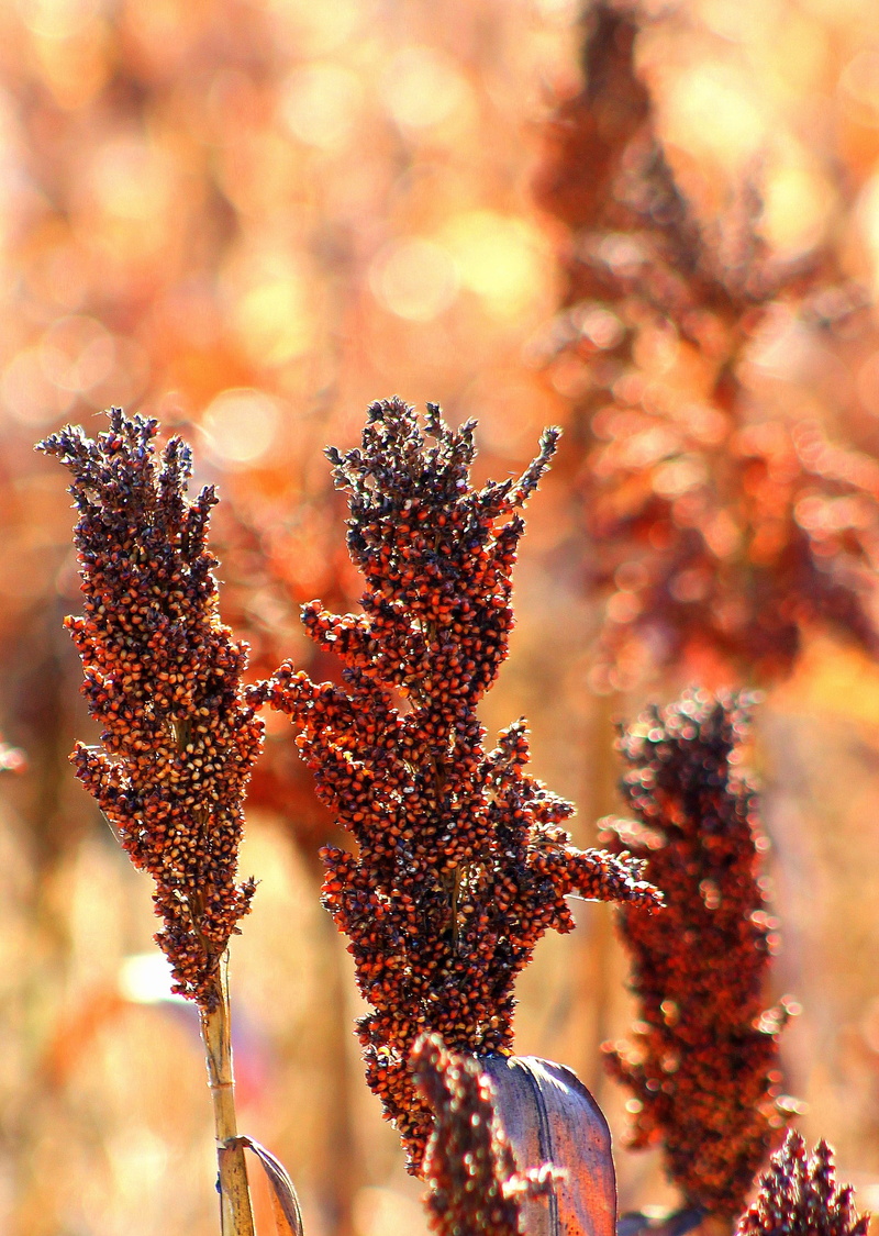 2K, fragility, crop, selective, sunlight, field, seed, flowering plant, closeup, lavender, day, growth, cereal, outdoors, vulnerability, harvest, tree