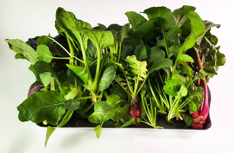 food, vegetarian food, green color, food and drink, vegetable, herb, arugula, hydroponic, no people, freshness, healthy eating, green, close-up, hydroponic plants