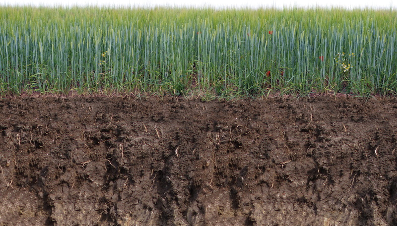 crop, growth, Bottom, no people, plant, farm, tranquility, outdoors, scenics - nature, agriculture, cereal plant, field, landscape, poppies, beauty in nature