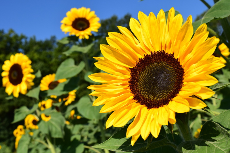 flower head, flower, growth, plant, no people, sky, blossom, focus on foreground, field, photography, color, outdoors, bloom, beauty in nature, sunflowers