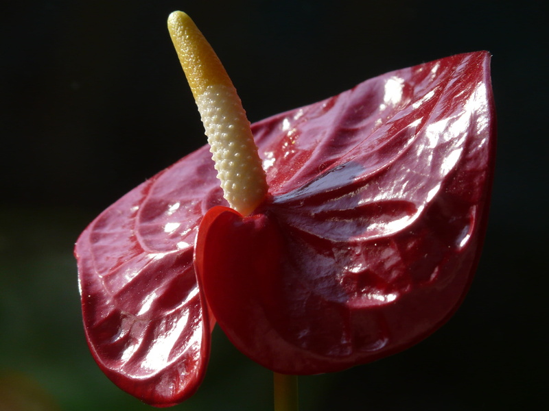 flower flask, two objects, bract, long, aronstabgewaechs, purple, close, araceae, food and drink, indoors, Anthurium, anthurium andraeanum, fruit, food