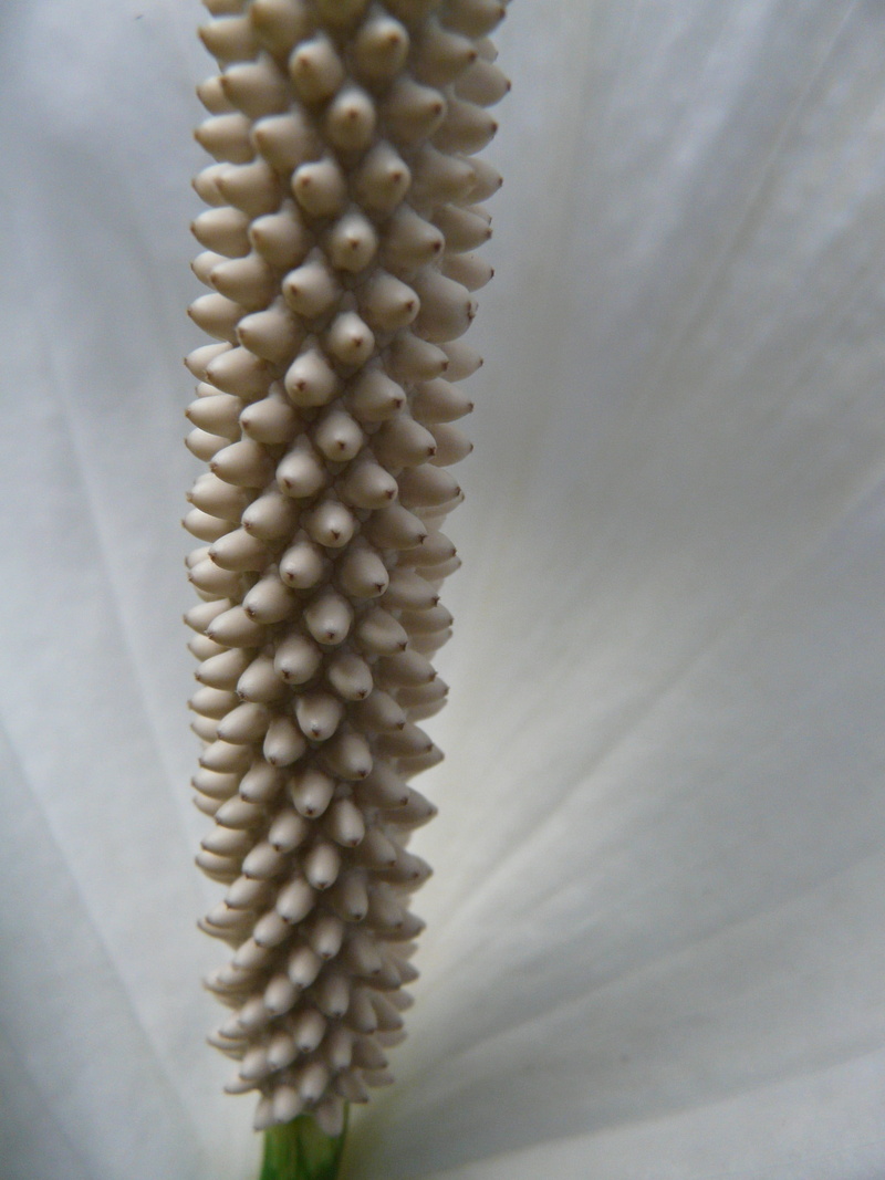 spathiphyllum, vaginal sheet, inflorescence, page banner, close-up, plank, Exotic, no people, beauty in nature, large group of objects, raw food, indoors