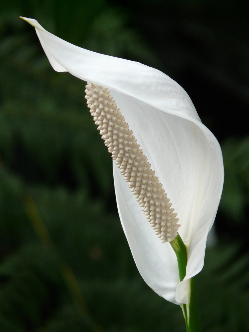 plant, vaginal sheet, close up, leaf, white color, spathiphyllum cannifolium, flower head, freshness, houseplant, closeup, photography, plank, pollen, blossom