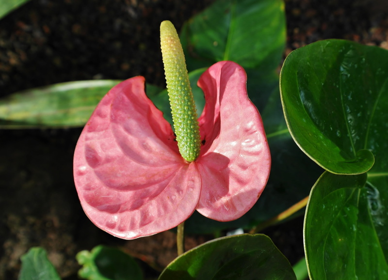 shiny, pink, flamingo flower, nature, jungle, 4K, petal, freshness, pollen, exotic flower, bloom, aronstabgewaechs, anthurium, day, houseplant, outdoors