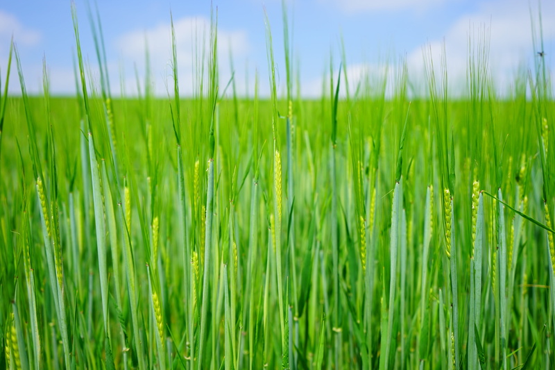 halm, grain, field, crop, no people, poaceae, summer, corn ear, grass, plant, triticum aestivum, backgrounds, freshness, meadow, agricultural economics