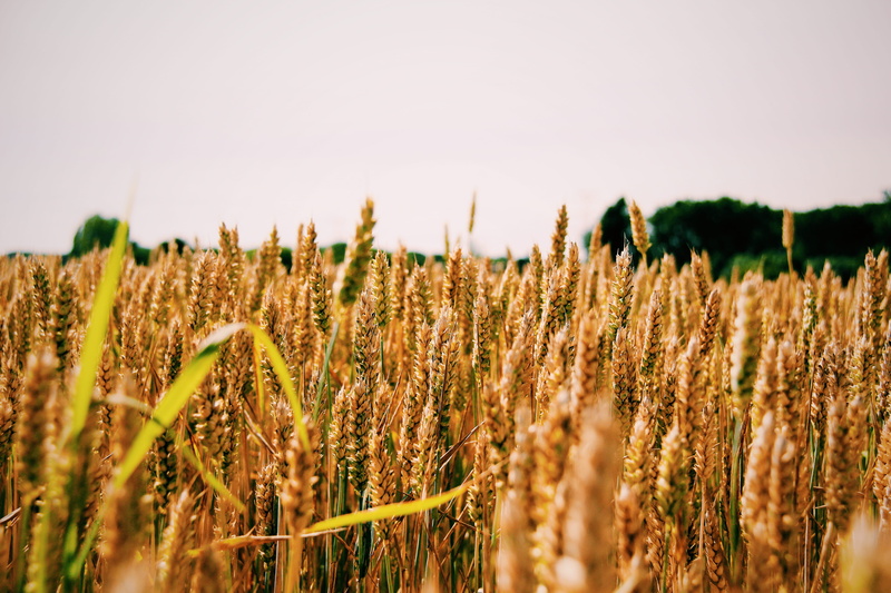 oat - crop, wheat field, grass, corn, sky, day, produce, flora, crop, brown, grain, environment, no people, plant, sunny day, depth, green, feild, land
