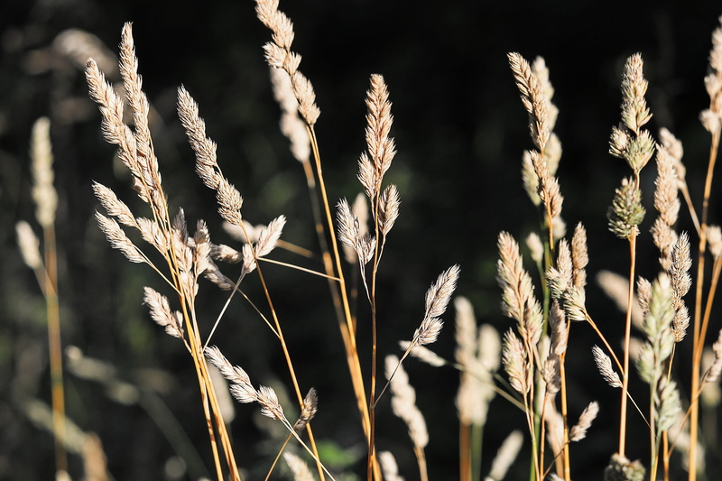 spike, beige, beauty in nature, close, flora, sunlight, summer, plants, plant, close-up, field, blades of grass, no people, grass ear, tranquility, crop