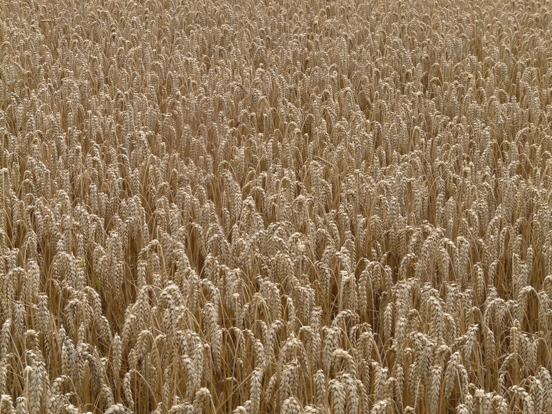 high angle view, abundance, arable, tranquil scene, cornfield, full frame, plant, landscape, winter, no people, wheat, grain, tranquility, wheat field