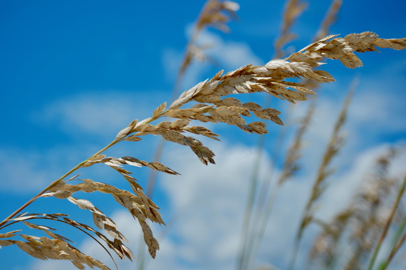 cereal plant, low angle view, seeds, close-up, day, plant, hilton head island, blue, plant stem, beauty in nature, united states, rural scene, wind, oat - crop