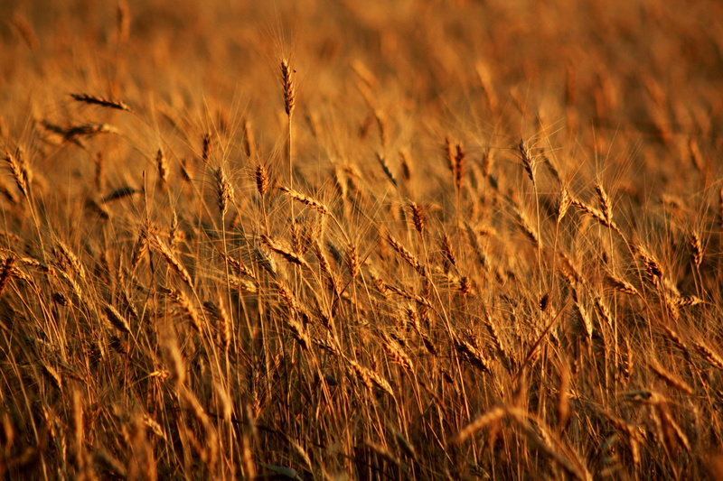outdoors, 4K, tranquility, plain, daytime, agriculture, cereal plant, spike, brown, seed, rural scene, nature, sky, backgrounds, mardin, gold colored