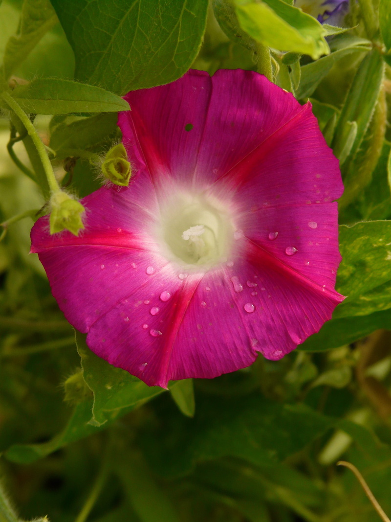 bloom, plant part, superb thread, beauty in nature, flora, flower head, purple, growth, petal, blossom, fragility, wet, freshness, vulnerability, plant