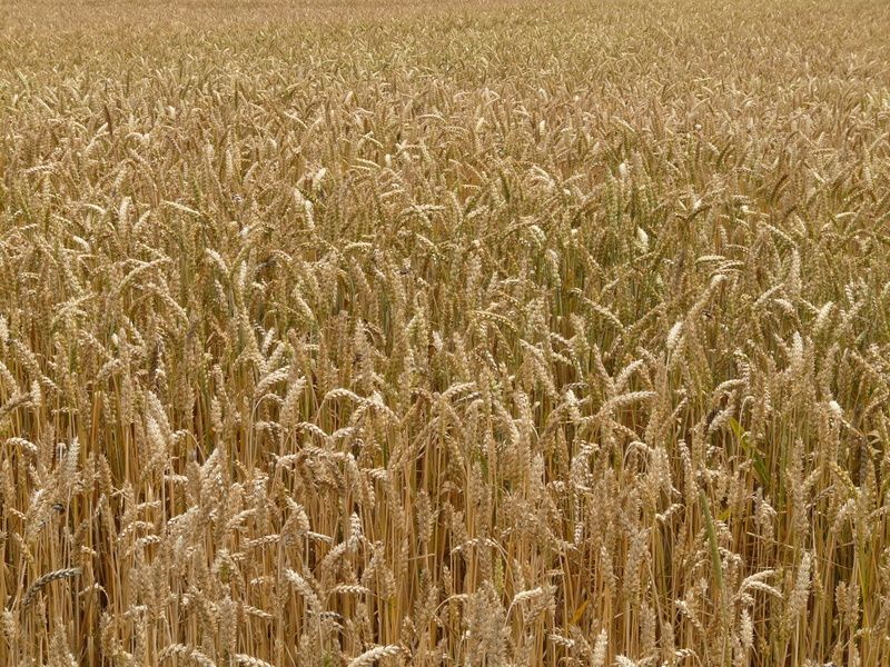 no people, agriculture, landscape, growth, backgrounds, plant, outdoors, farm, cornfield, environment, tranquility, stalk, eat, rural scene, cereals, arable