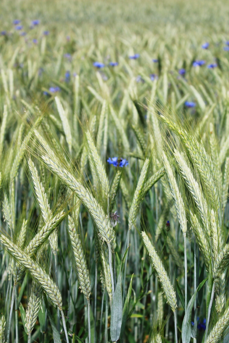 growth, green color, nature, outdoors, plant, food, cornfield, 2K, nutrition, cereal Plant, farm, field, flowers, purple, focus on foreground, barley