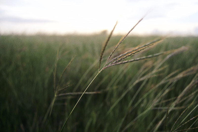 earth, landscape, rural scene, farm, outdoors, tranquility, close-up, agriculture, cereal plant, growth, wheat, sky, guantánamo bay, focus on foreground