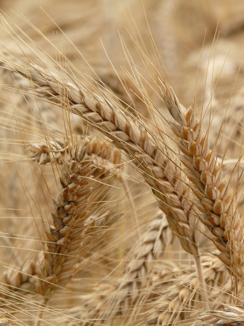 Field, eat, wheat, nature, ear of wheat, cornfield, Spike, landscape, no people, agriculture, arable, rye field, day, stalk, rural scene, land, growth