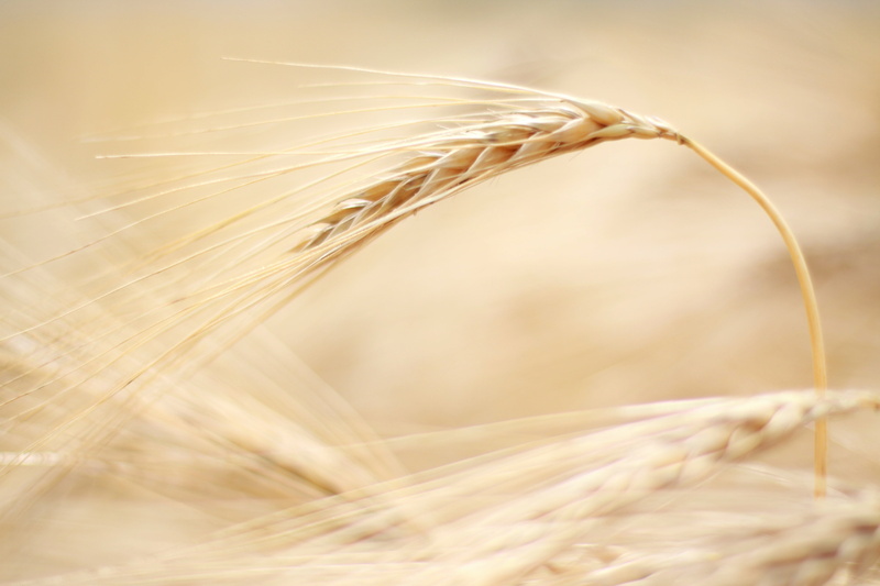 cereal Plant, no people, landscape summer, extreme close-up, close-up, rye - grain, 4K, ear, summer, grain, fields, plant stem, spike, macro, farm, straw
